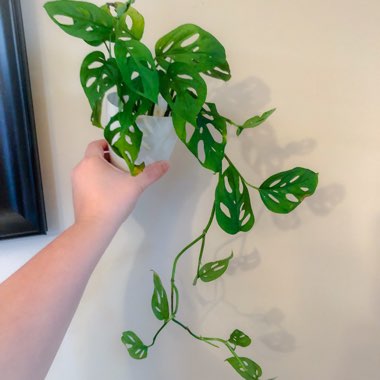 Monstera adansonii