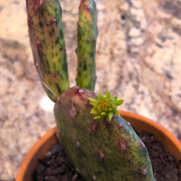 plant image 970544