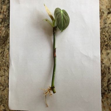 Philodendron melanochrysum