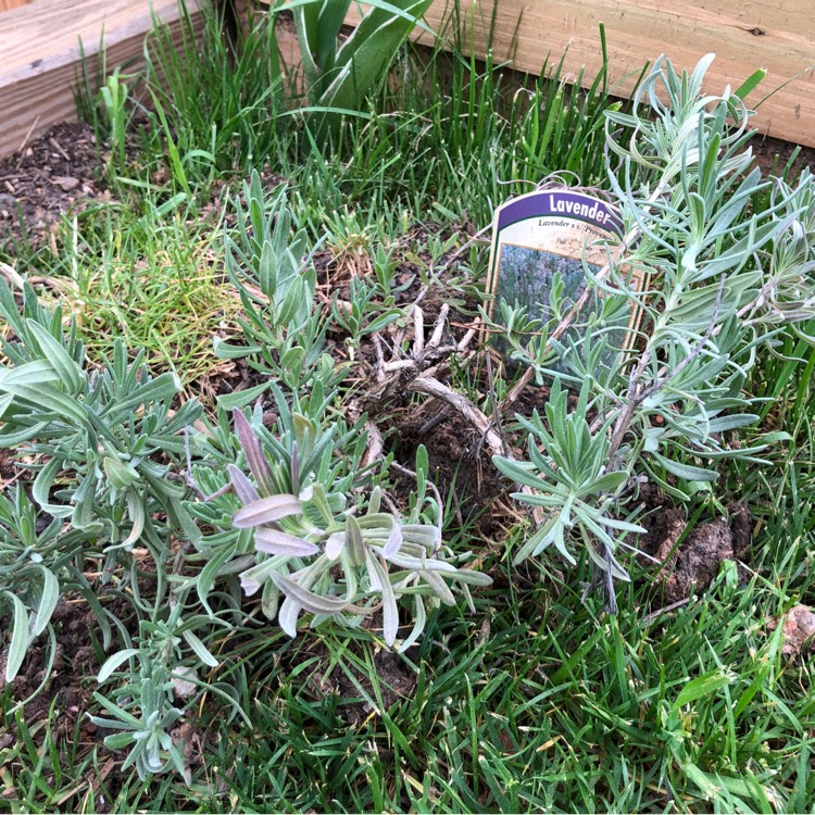 Plant image Lavandula x intermedia 'Provence'