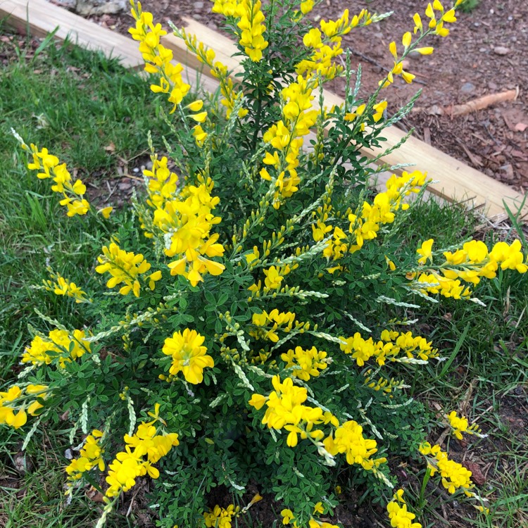Plant image Cytisus racemosus syn. Genista racemosa