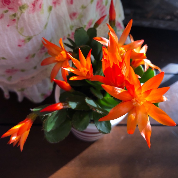 plant image 999465