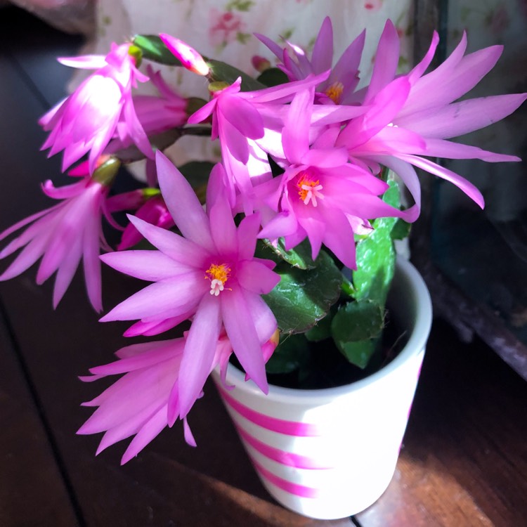 Plant image Rhipsalidopsis rosea