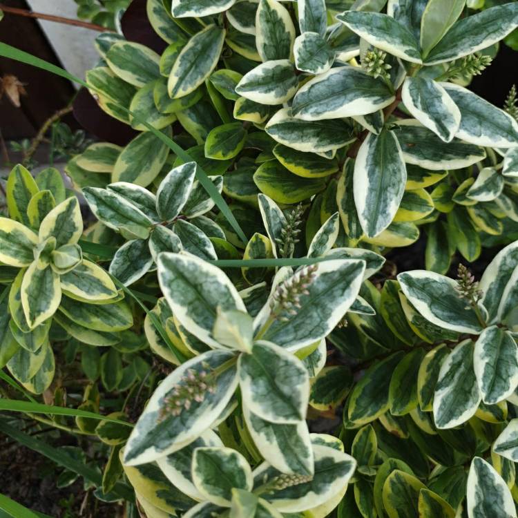 Plant image Hebe Addenda Classica Katrina
