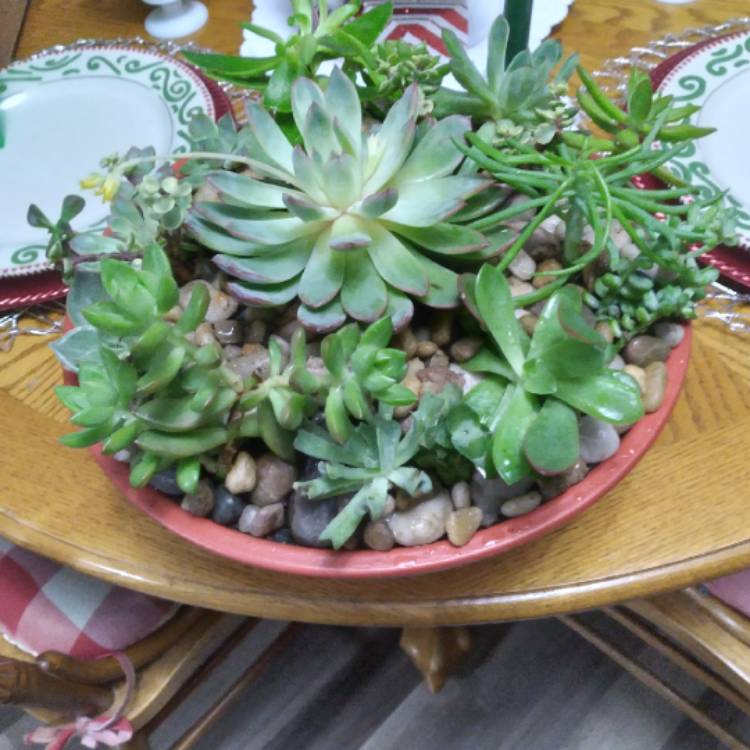 plant image 1553708 plant image 1553708
