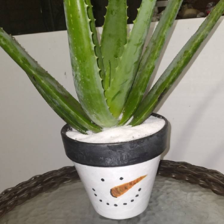 plant image 1553720 plant image 1553720