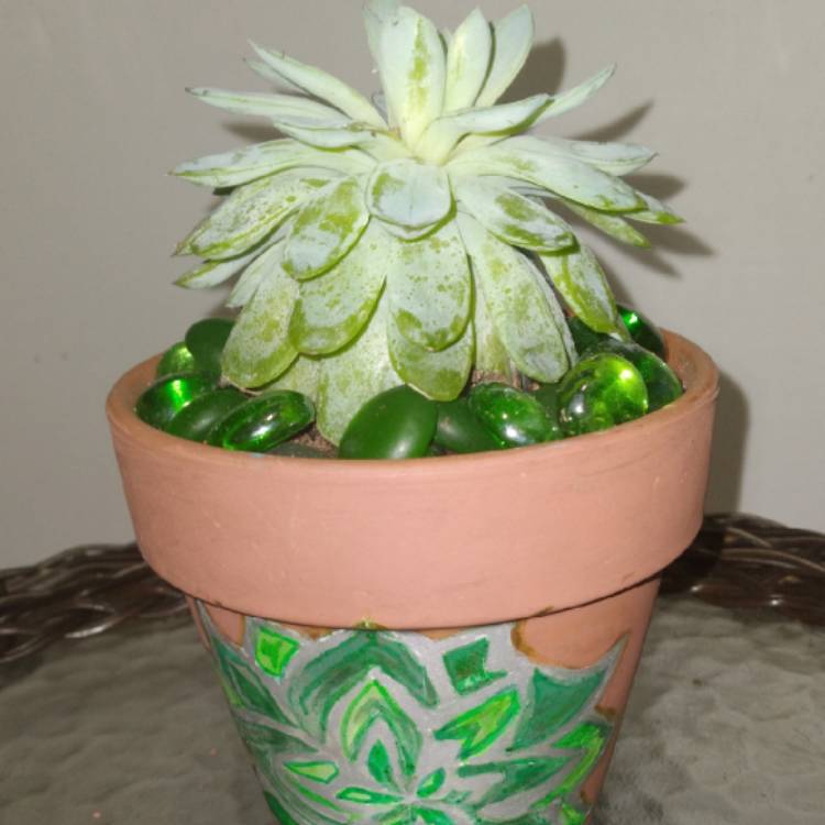 plant image 1553722 plant image 1553722