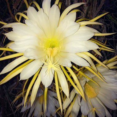 Hylocereus undatus