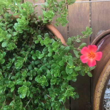 Moss Rose 'Mojave Pink'