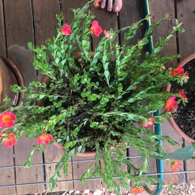 Moss Rose 'Mojave Pink'