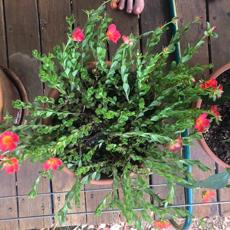 Plant image Portulaca grandiflora 'Mojave Pink'