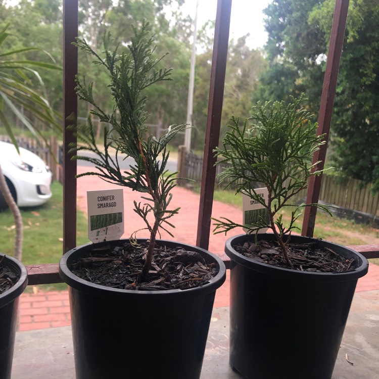 Plant image Thuja occidentalis 'Smaragd'