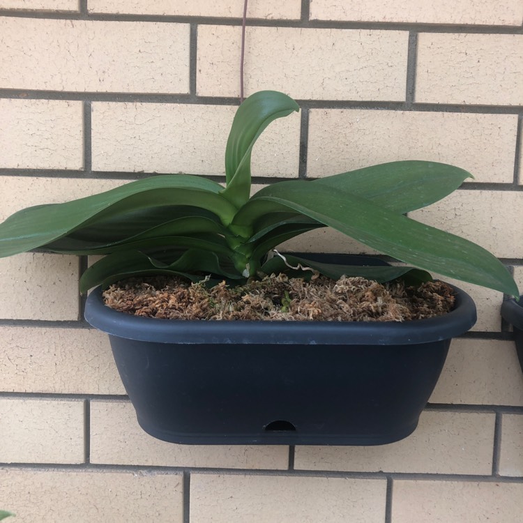 plant image 1289417 plant image 1289417