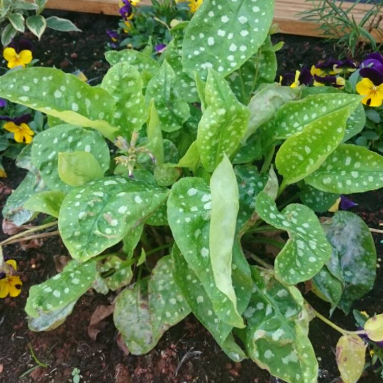Plant image Pulmonaria 'Margery Fish'