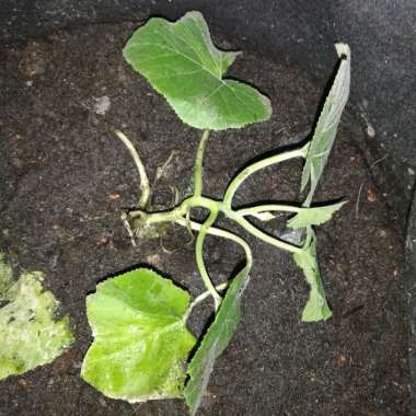 Cucurbita Pepo 'Becky' F1