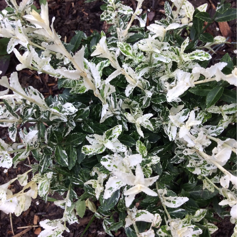 plant image 120228