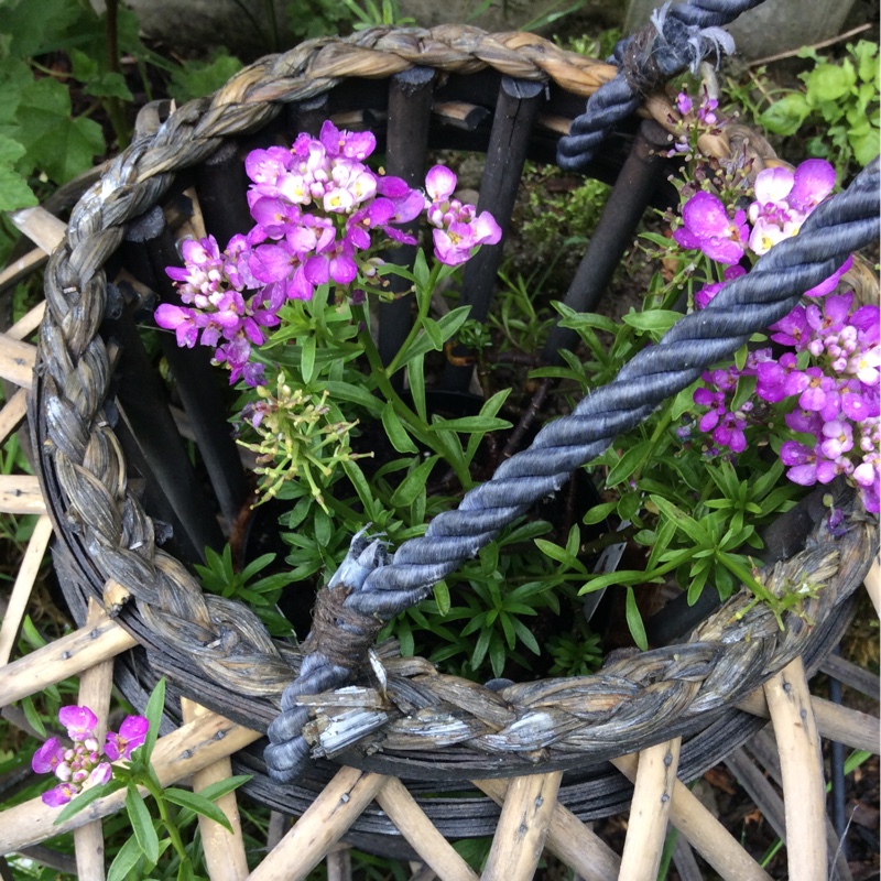plant image 122973