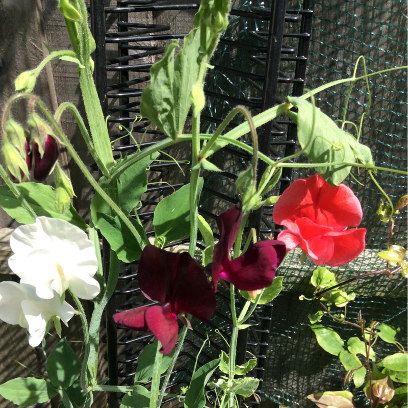 Lathyrus odoratus