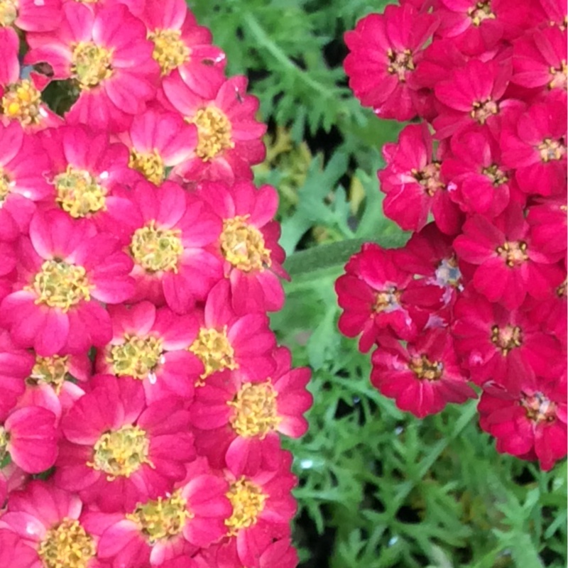 Plant image Achillea millefolium 'Paprika'