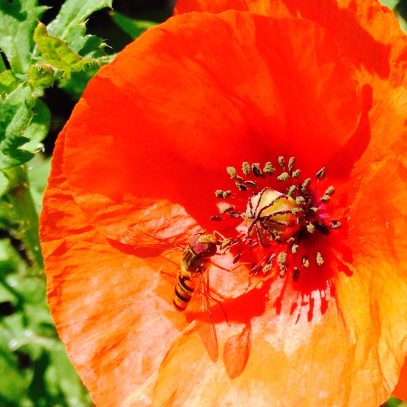 Papaver rhoeas