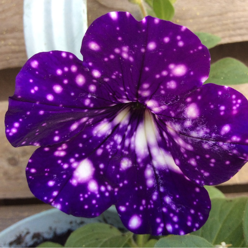 Petunia 'Kleph15313' syn. Petunia 'Night Sky', Petunia 'Headliner Night Sky'