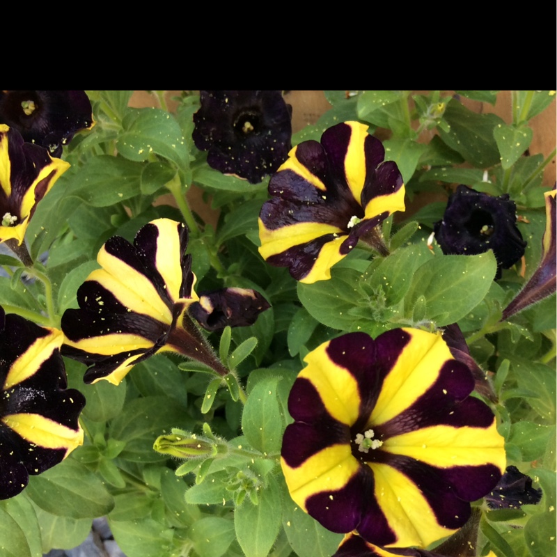 Petunia