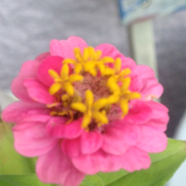 Plant image Zinnia elegans