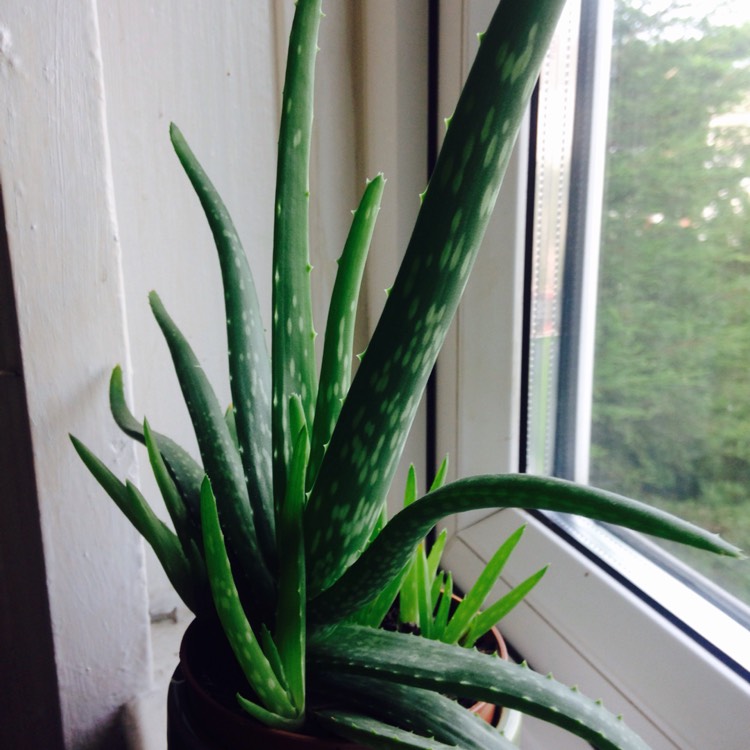 Plant image Aloe Vera