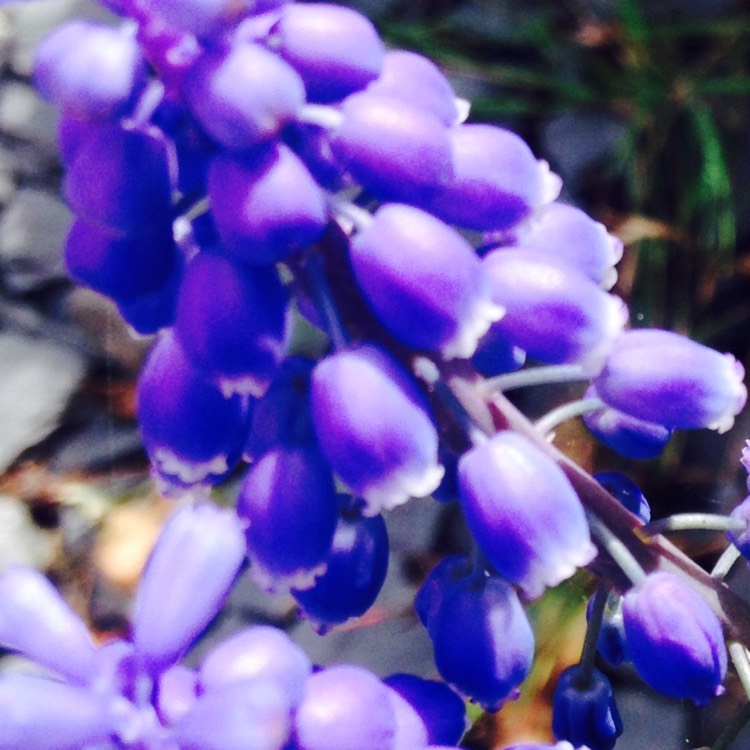 Plant image Muscari armeniacum