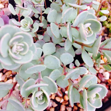 Hylotelephium Cauticola