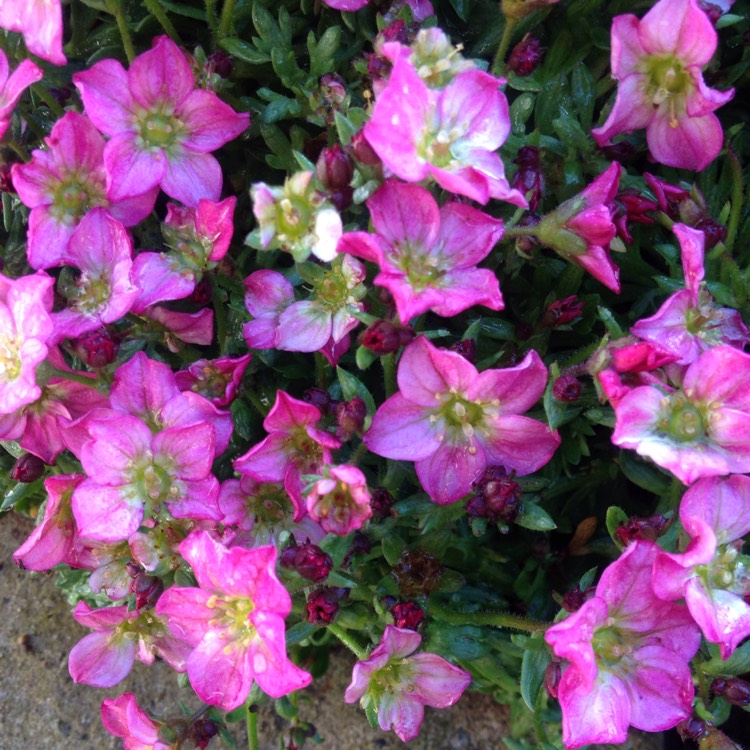 plant image 640329