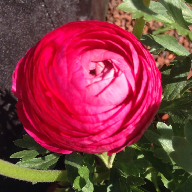 Plant image Ranunculus asiaticus