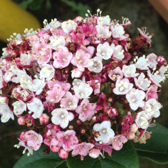Plant image Viburnum x burkwoodii 'Anne Russell'