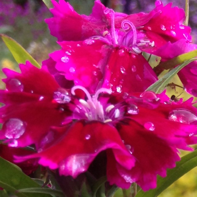 Plant image Dianthus plumarius 'Diane'