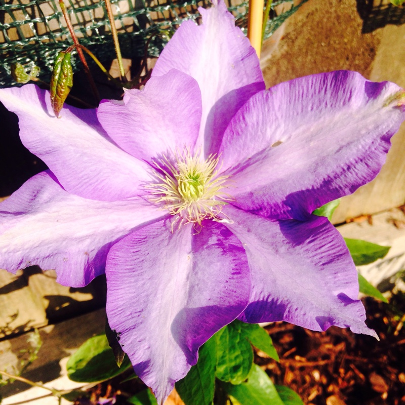 Plant image Clematis viticella 'The President'