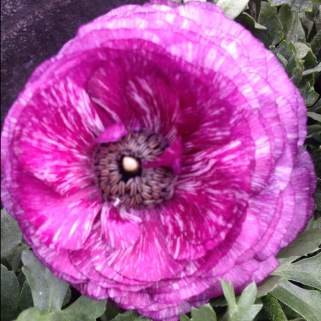 plant image 971257