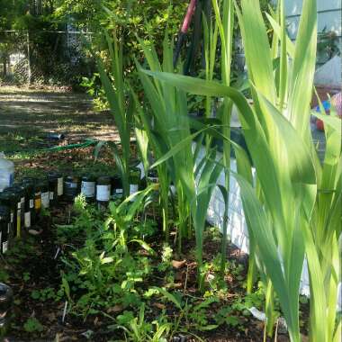 Christine's garden