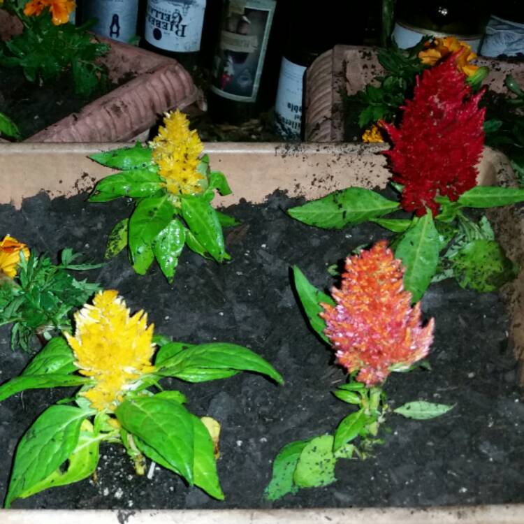 Plant image Celosia argentea plumosa