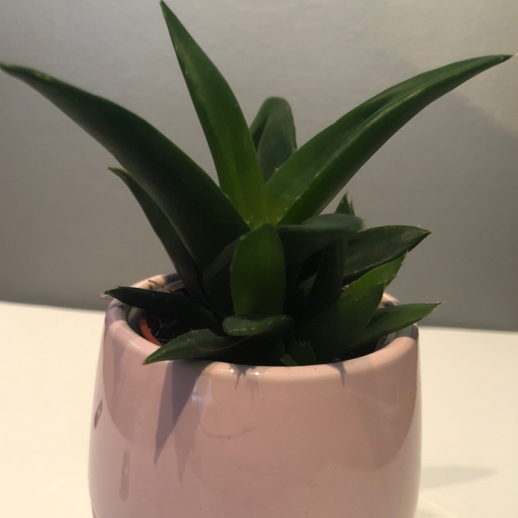 Plant image Haworthia pentagona