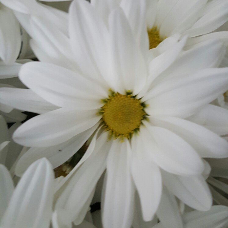 African Daisy 'Weetwood'