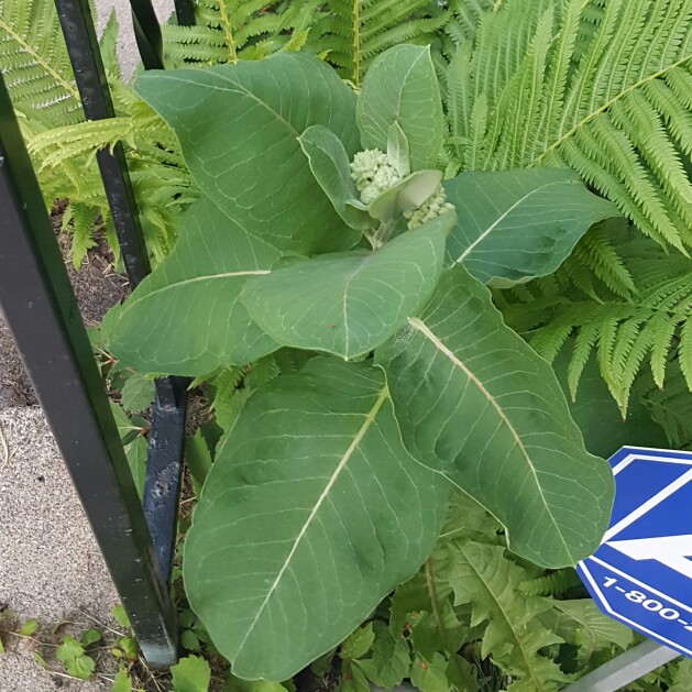 Orange Milkweed