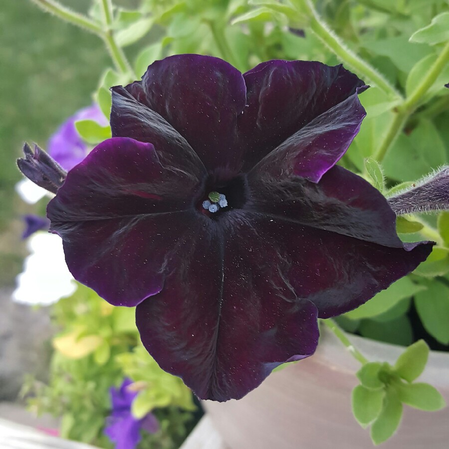 Petunia 'Sweetunia Black Satin', Petunia 'Black Satin' - uploaded by ...