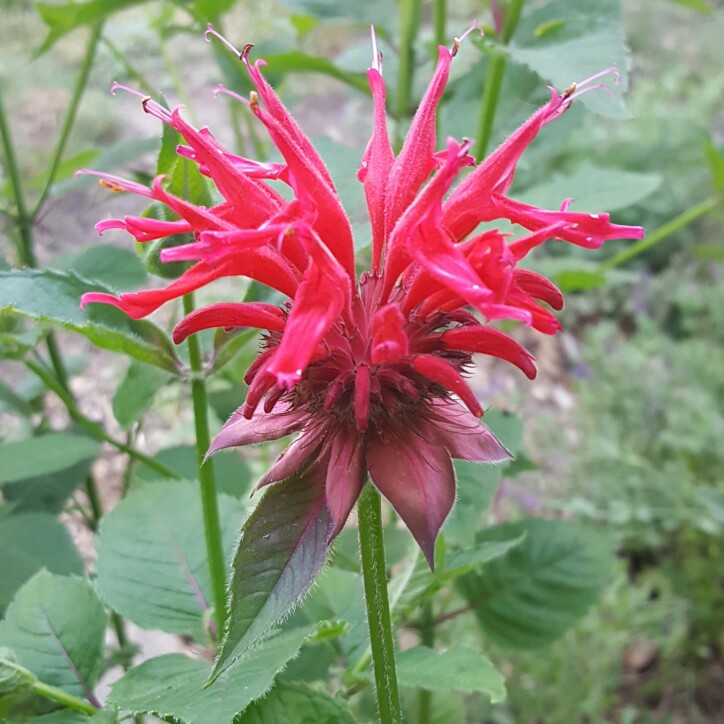 Bergamot 'Cambridge Scarlet'