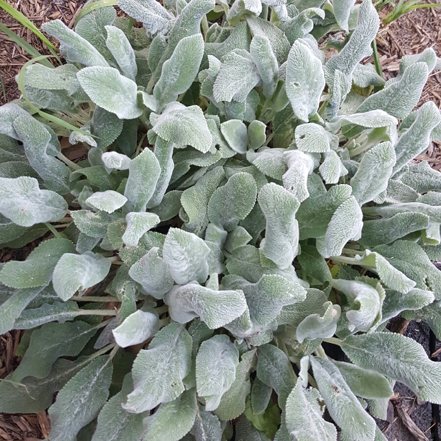 Lamb's Ear