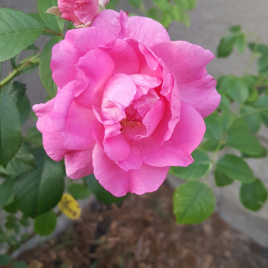 Christine's garden