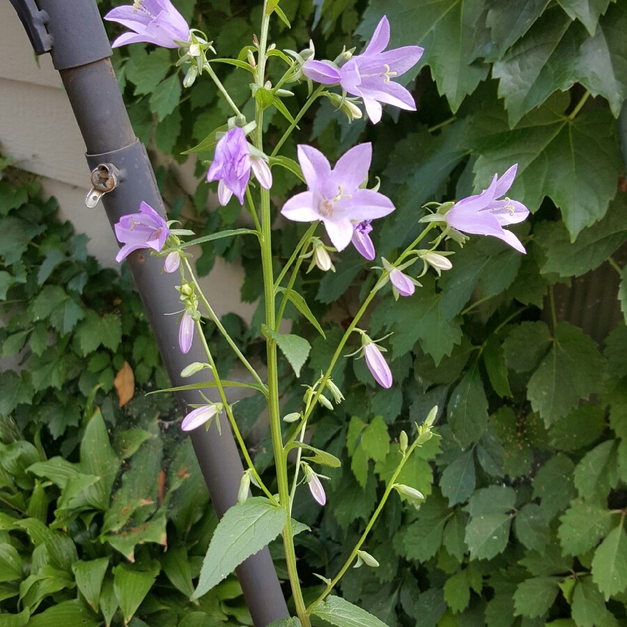 Christine's garden
