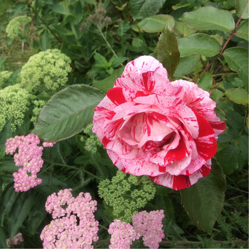 Christine's garden