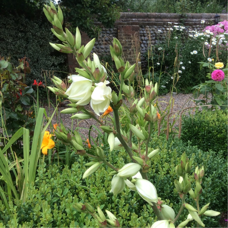 Christine's garden