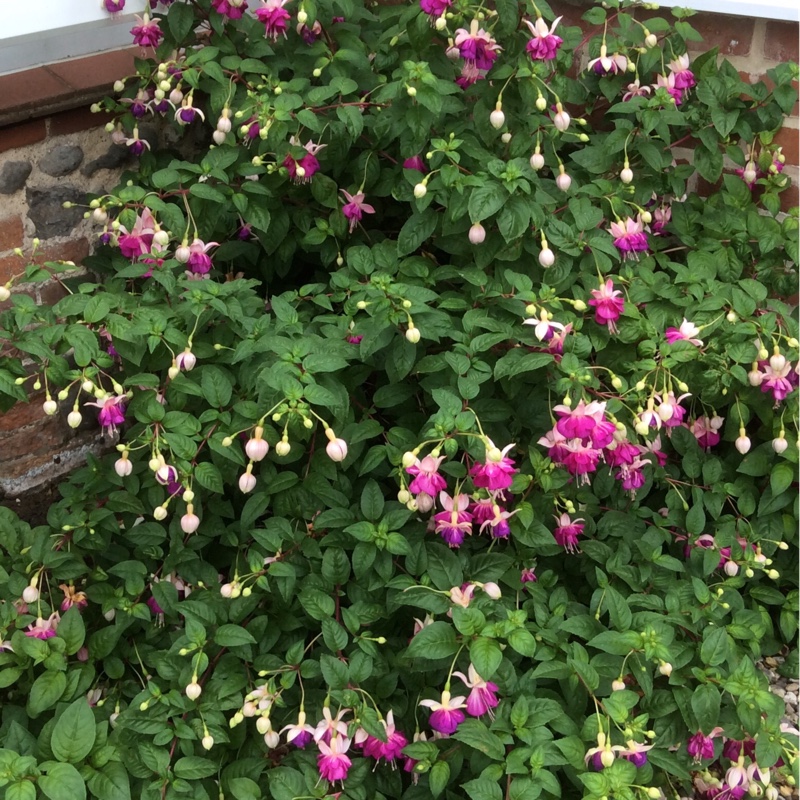 Christine's garden