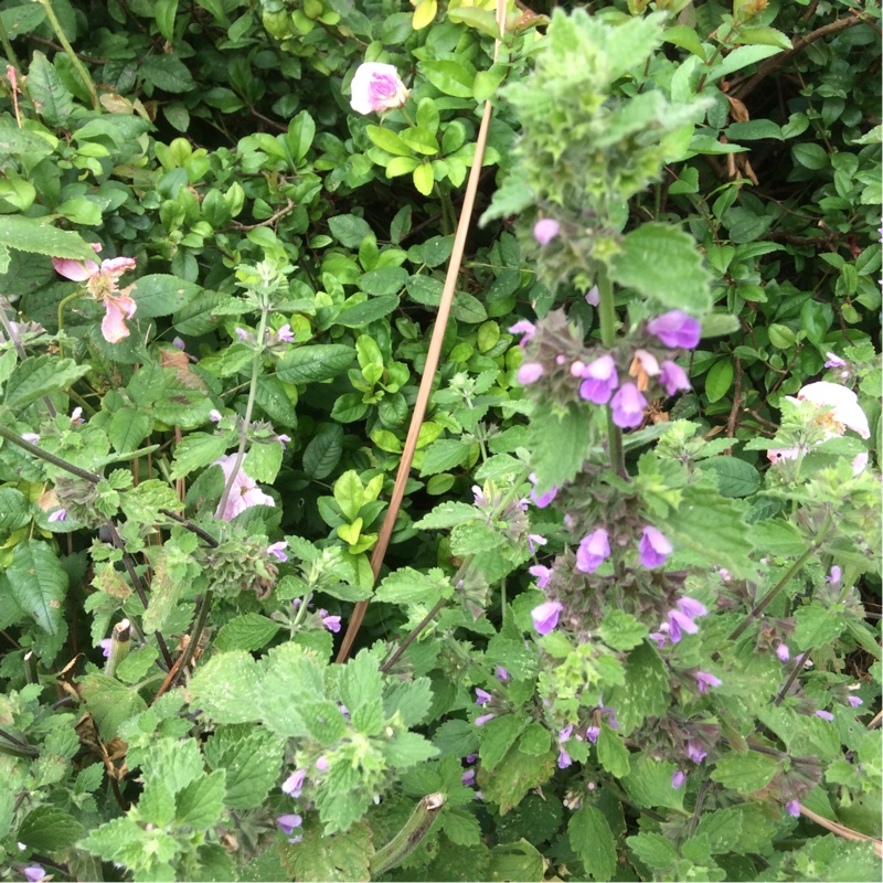 Christine's garden
